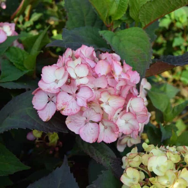 Hydrangea 'Preziosa' 30-40 cm